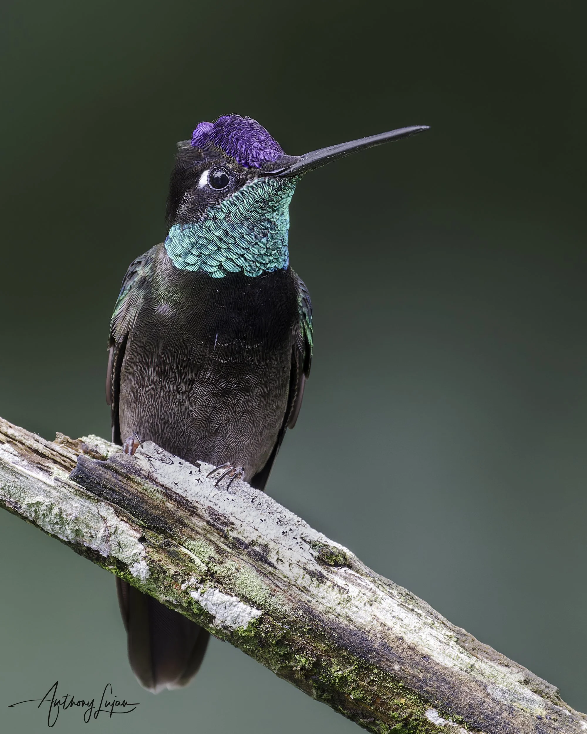 Rivoli's Hummingbird — Anthony Lujan